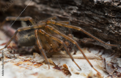 Lace-webbed spider, Amaurobius similis on wood, macro photo photo