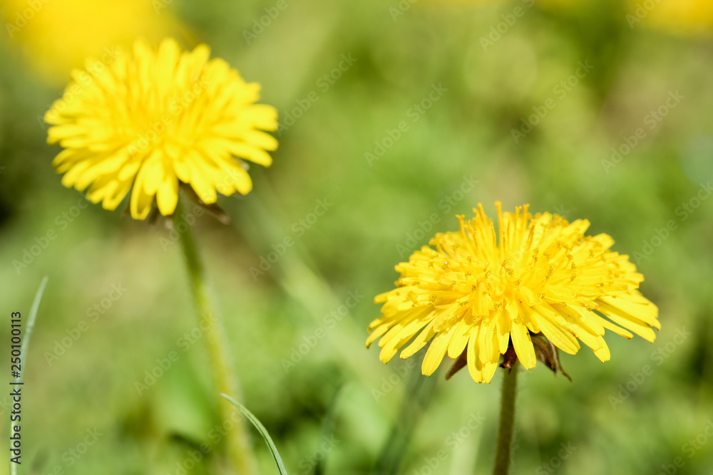 Yellow dandelion flowers on blurred background Yellow dandelion flowers on blurred background