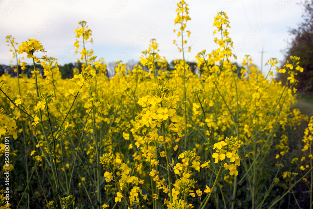 Bright yellow flowers of a genetically bred plant - rapeseed.Napus cabbage in a field in spring. Close-up. Production of oil, fuel, perfume, livestock feed. Bright yellow flowers of a genetically bred plant - rapeseed.Napus cabbage in a field in spring. Close-up. Production of oil, fuel, perfume, livestock feed.