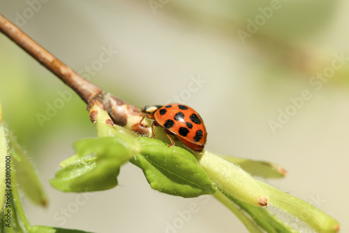 Ladybug on green branch