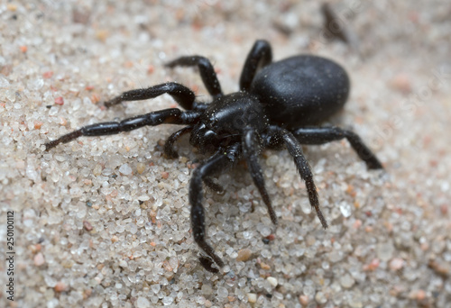Macro photo of a black spider on sand