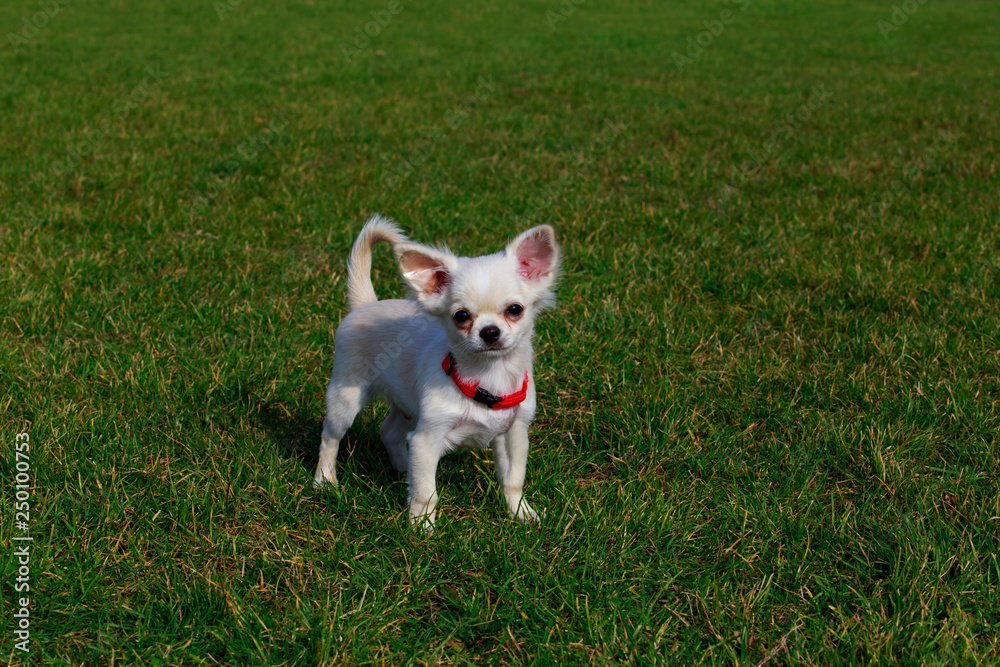 Dog breed Chihuahua