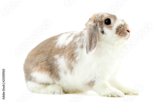 Beautiful rabbit isolated on white background