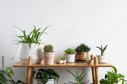 Scandinavian room interior with plants  cacti and succulents composition in design and hipster pots on the brown shelf. White walls. Modern and floral concept of home garden. Nature love.