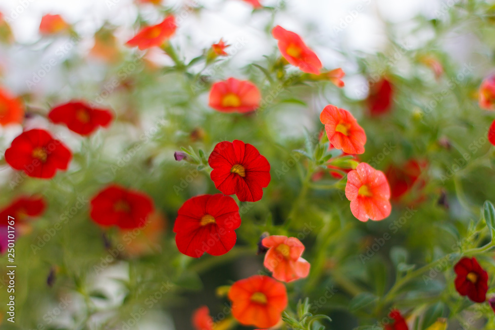 Calibrocha in Bloom