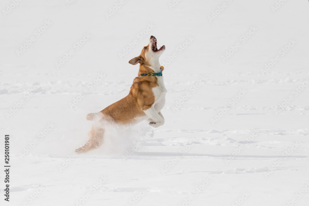 australian cattle dog playing fetch with a frisbee in the snow australian cattle dog playing fetch with a frisbee in the snow