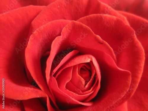 Beautiful red rose for background