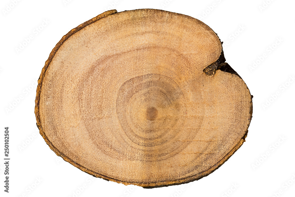 tree trunk cut closeup tree trunk cut closeup