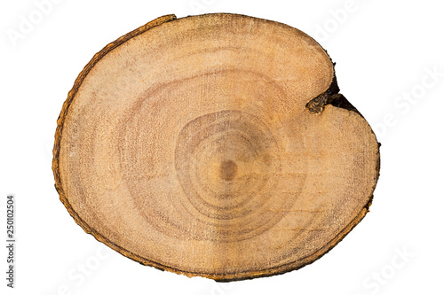 tree trunk cut closeup