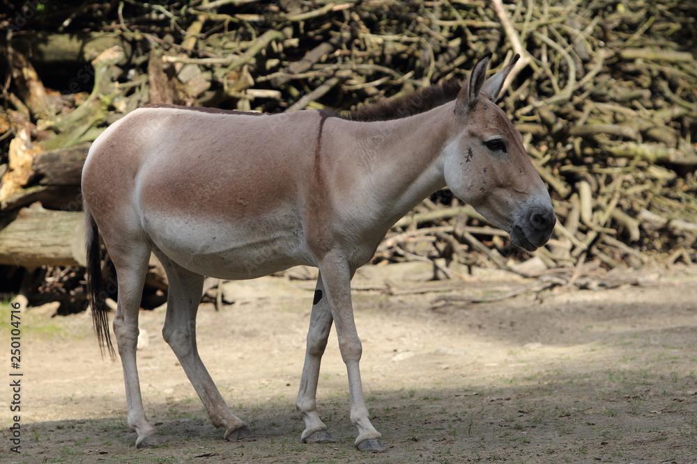 Naklejka premium Kulan onager (Equus hemionus)
