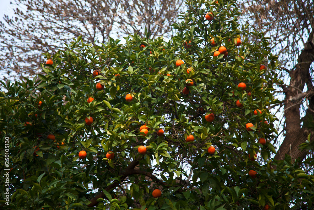 Orange in the tree branches