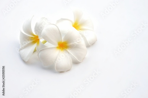 Soft image of white plumeria flowers are blooming on white background, close up with copy space