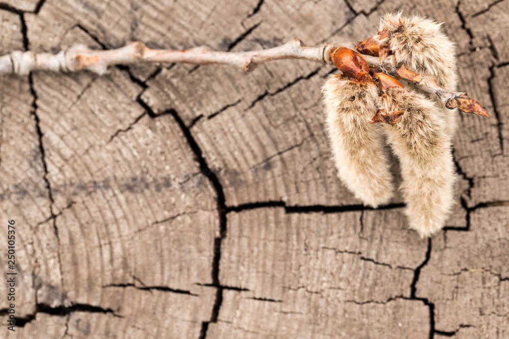 Willow branch on a wooden background