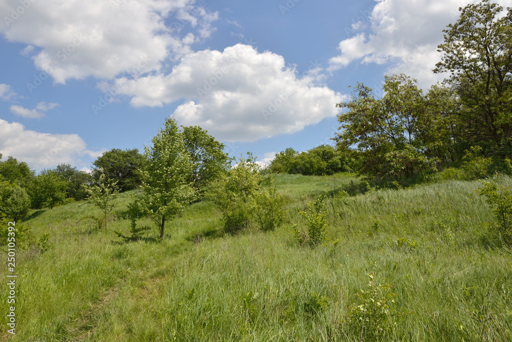 View of green grassy hillside with bushes and small trees.