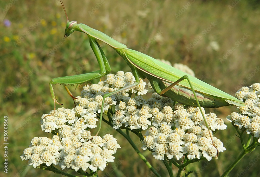 Naklejka premium Green mantis on a yarrow flowers in the meadow, closeup