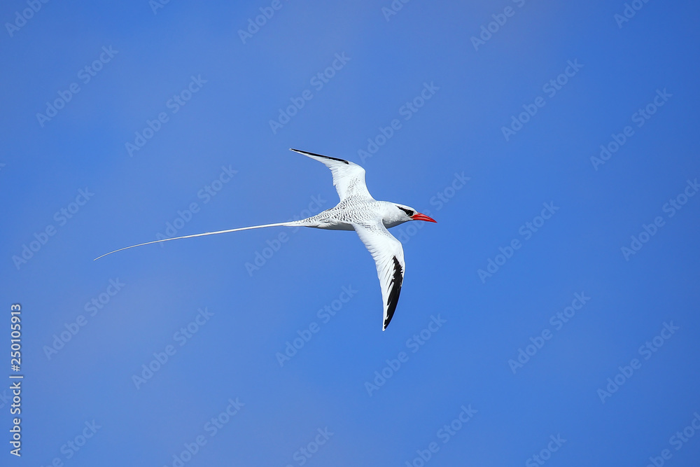 Red-billed tropicbird in flight on Espanola Island, Galapagos National park, Ecuador. Red-billed tropicbird in flight on Espanola Island, Galapagos National park, Ecuador.