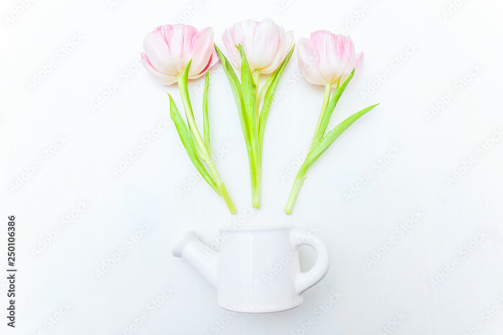 Spring greeting card. Bouquet of fresh light pastel pink tulips flowers small toy watering can vase on white background. Happy holiday mother day valentine day concept. Flat lay top view copy space Spring greeting card. Bouquet of fresh light pastel pink tulips flowers small toy watering can vase on white background. Happy holiday mother day valentine day concept. Flat lay top view copy space