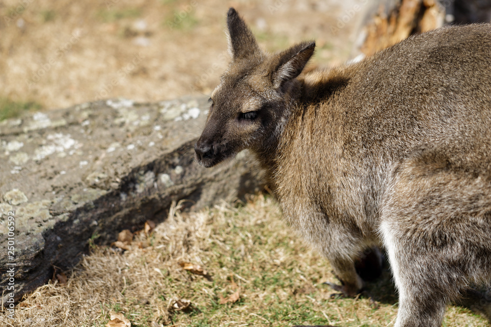 Portrait of australian kangaroo (marsupial)