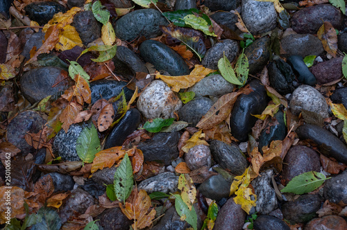Stones and leaves in the autumn. Background of natural stone and autumn yellow and green leaves.