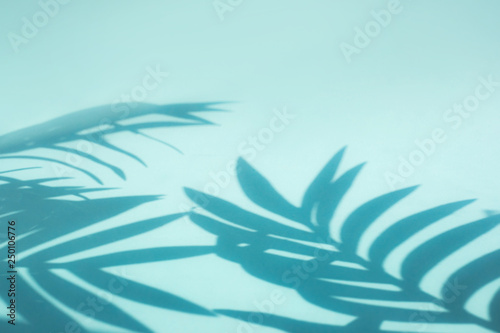 Blur of coconut and palm leaf with shadow on colorful . background.Tropical and summer,holiday concepts