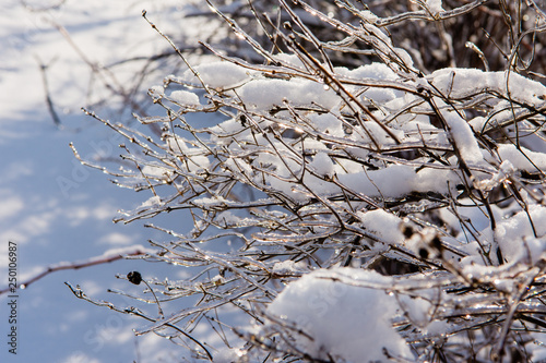 Branches of bushes under the ice. © Benjamin Gelman