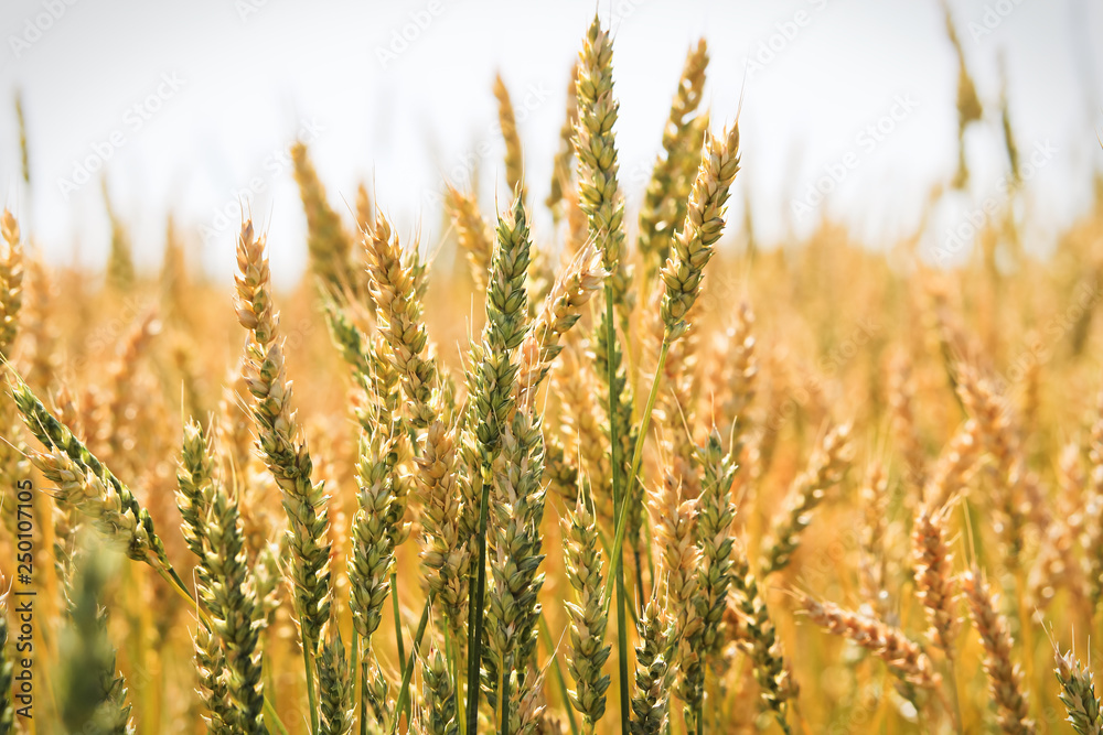 Closeup of ripening wheat kernals in a field