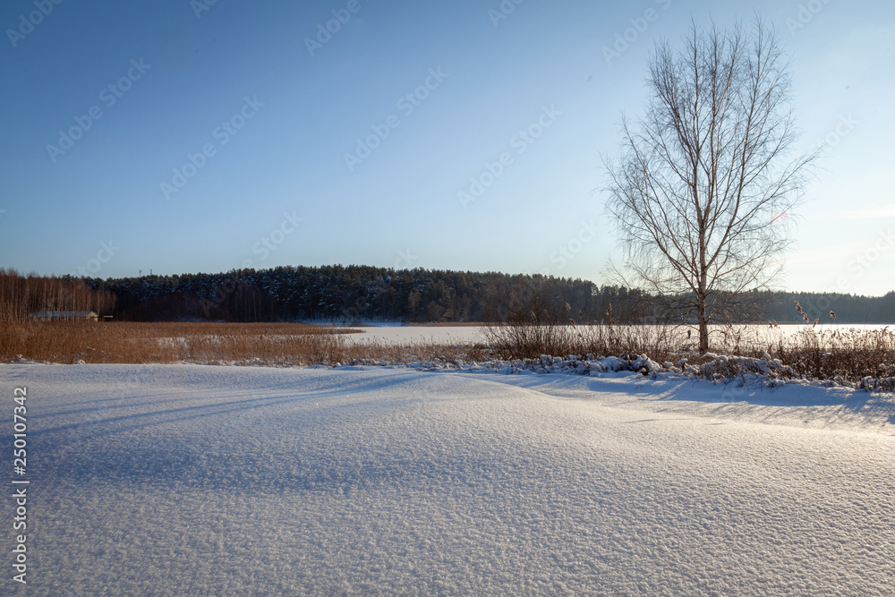 Winter forest landscape