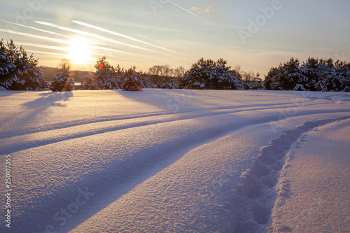 Winter forest landscape