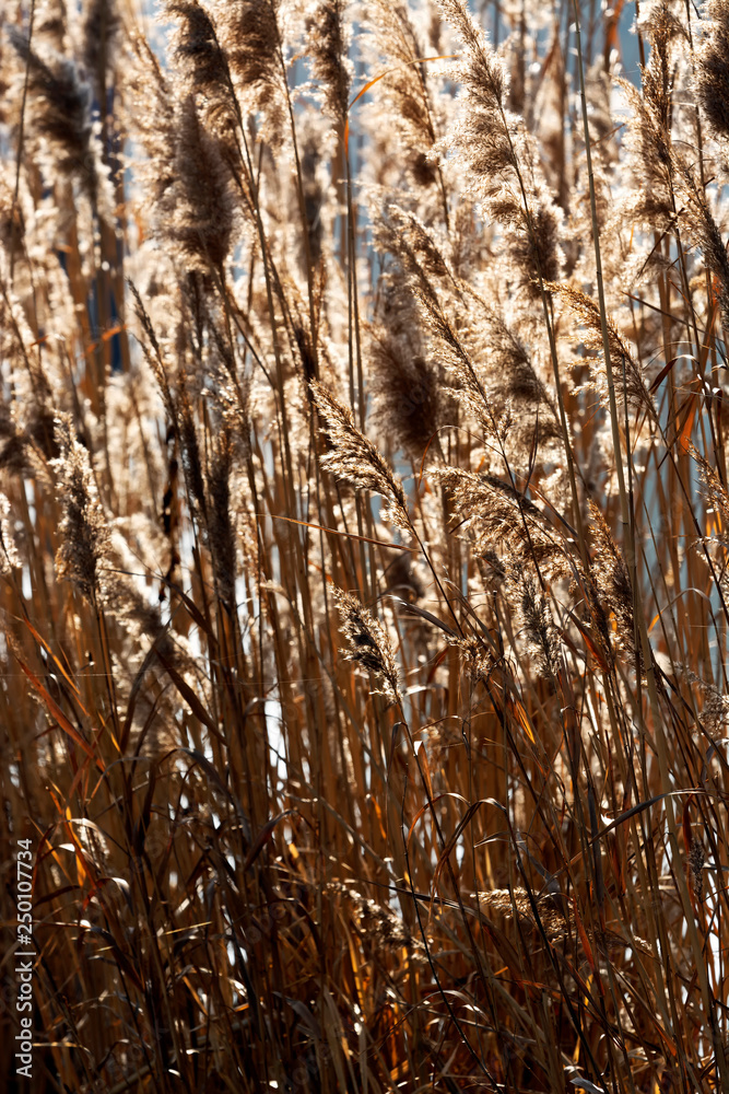 Obraz premium Reeds at Lake Balaton, Hungary