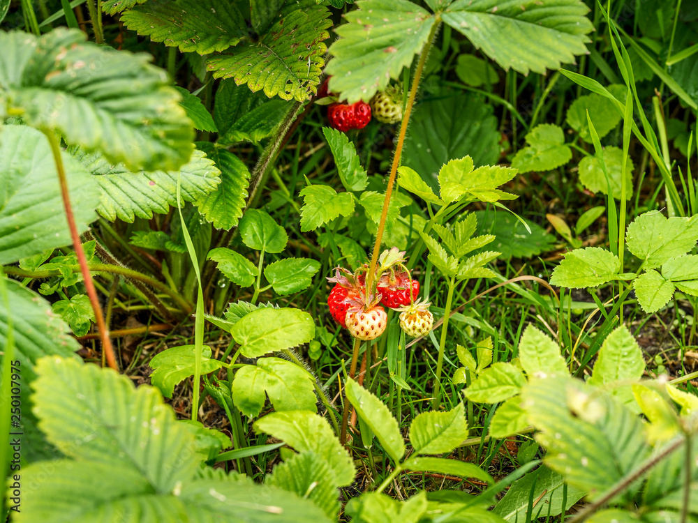 Strawberry plant with ripening berries growing in field Strawberry plant with ripening berries growing in field