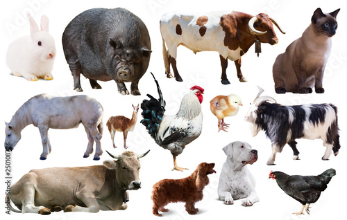 collection farm animals