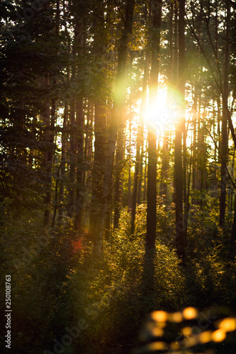 Fototapeta Naklejka Na Ścianę i Meble -  drzewa