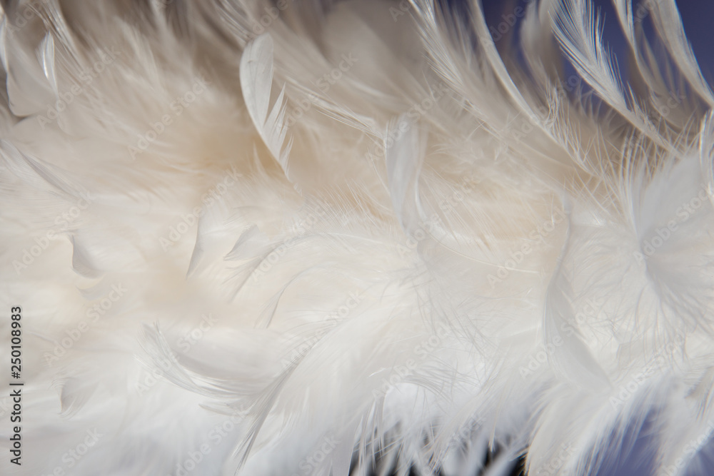 Fototapeta premium Feather texture