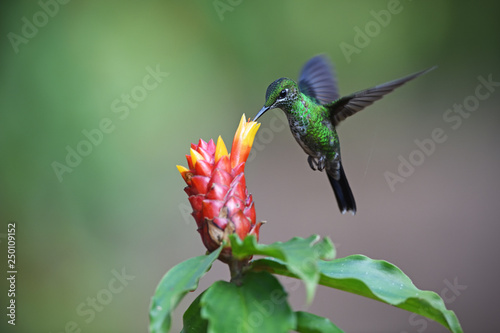 Green-crowned brilliant on flower