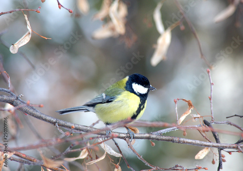 The titmouse sits on a branch