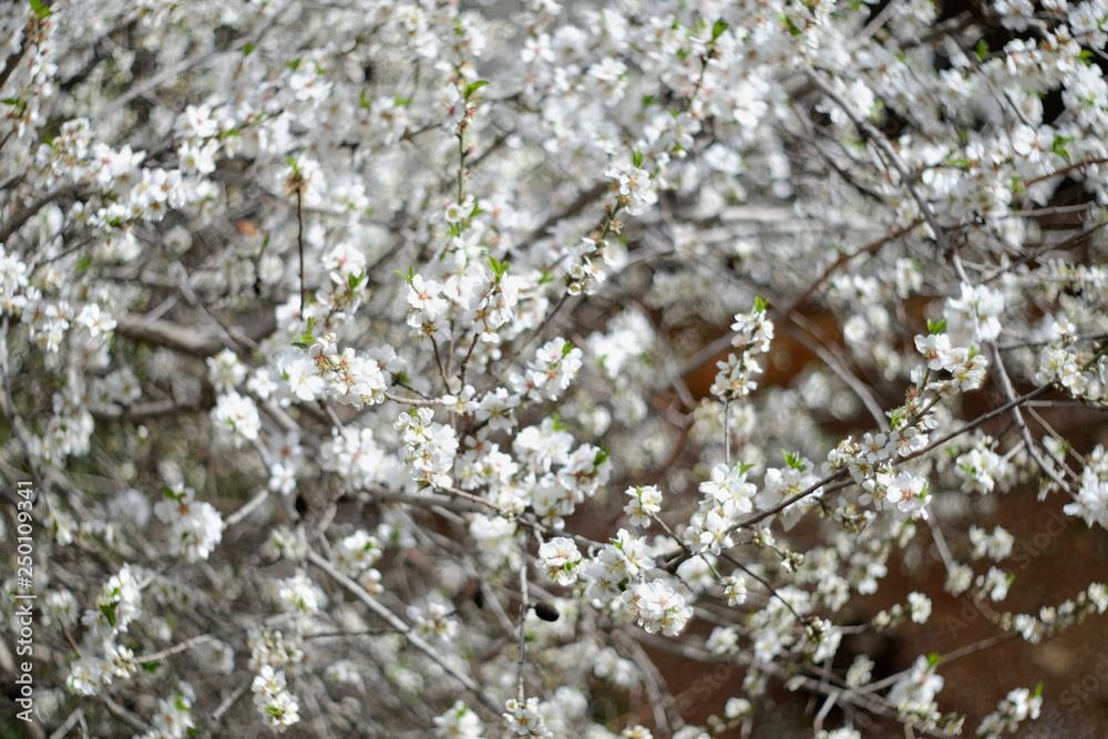 Spring garden of the blossoming almonds. Latrun, Israel Spring garden of the blossoming almonds. Latrun, Israel