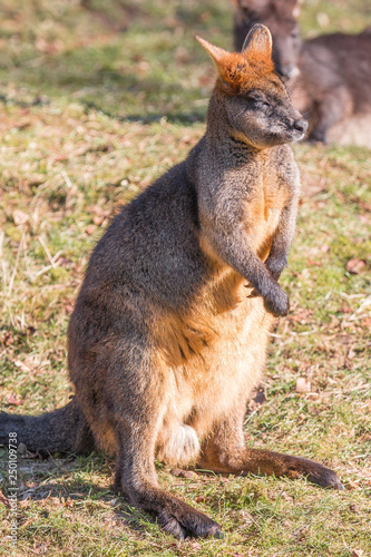 Sumpfwallaby (Wallabia bicolor) © pixs:sell