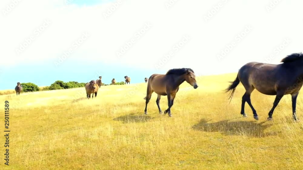 Caballos