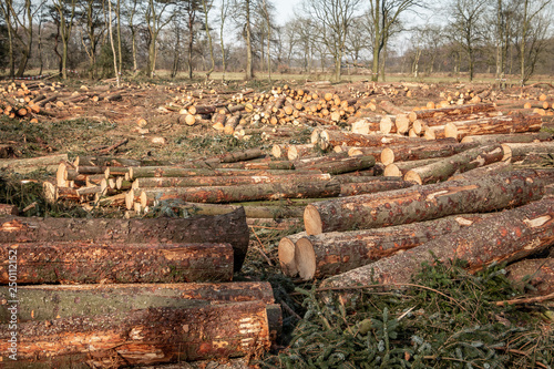 Sawn tree trunks in the Netherlands, province Drenthe nearby the Drentse AA photo