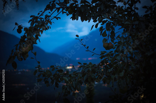 Apfelbaum Südtirol Meran zur blauen Stunde