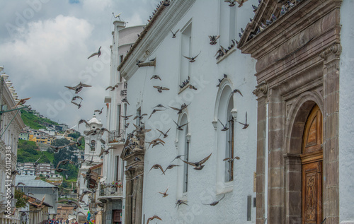 Flying birds in Quito