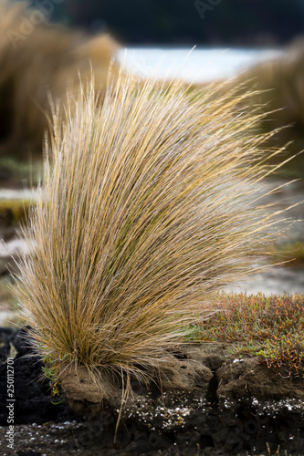 Tussock at the shore of Manukau Harbour Auckland, New Zealand