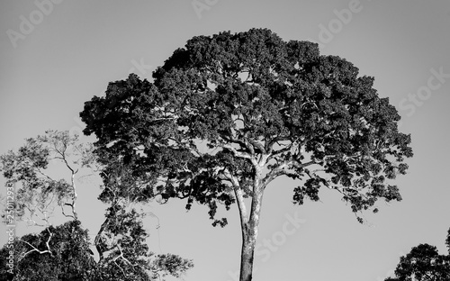 Arvore em Preto e Branco