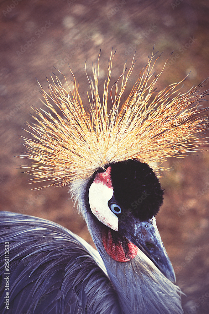Fototapeta premium Bird, Zoo, Wildlife
