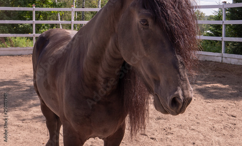 Cheval étalon brun dans son enclos côté photo