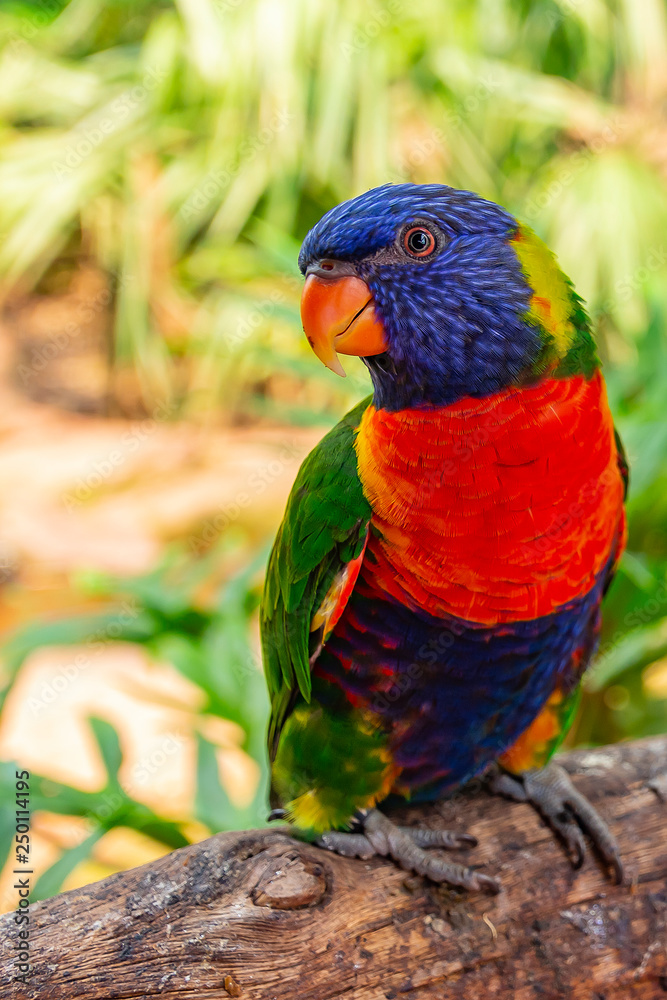 The Rainbow Lorikeet (Trichoglossus moluccanus) with its beautiful colored plumage