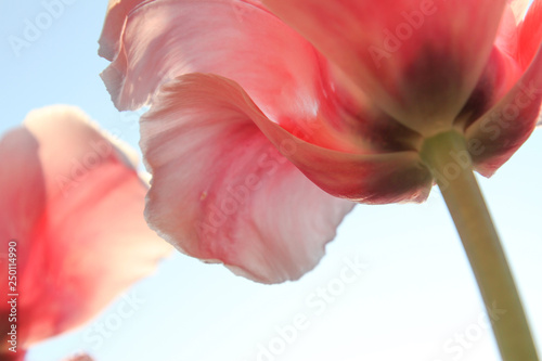 Fototapeta Naklejka Na Ścianę i Meble -  pink tulip from below