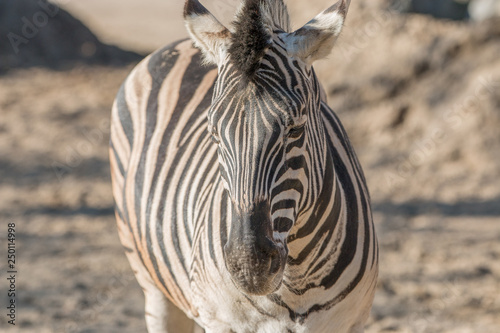 Zebra (Hippotigris) photo