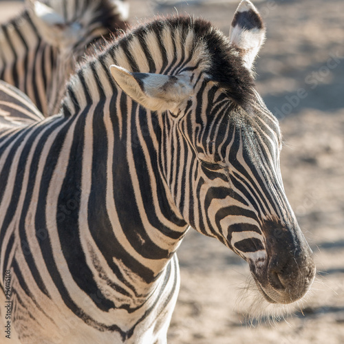 Zebra (Hippotigris) photo