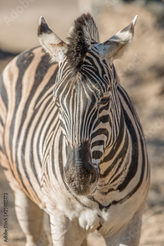 Zebra (Hippotigris)